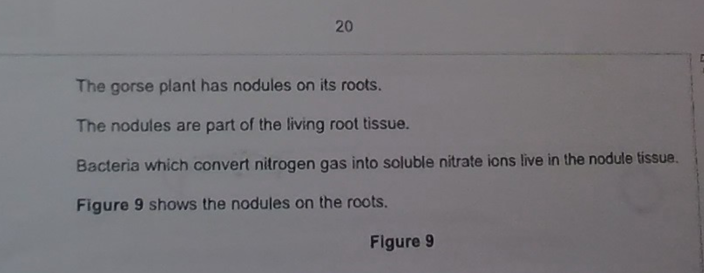 <p>b. explain how the nodules benefit the gorse plant.</p>