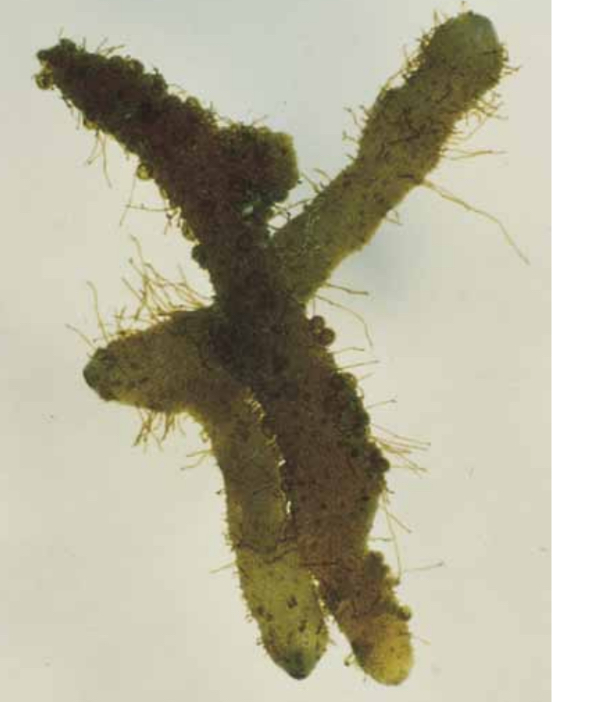 <p>Whisk ferns</p><p>Lacks roots and leaves, with diachotomoously branching sporophyte.</p><p>Associated with Protostele and are homosporous</p><p>Spore give rise to bisexual gametophyte (some contain symbiotic fungi)</p><p>Sperm are mutiflagellate</p><p>The sporophyte becomes detached from the foot, which remains in the gametophyte</p>