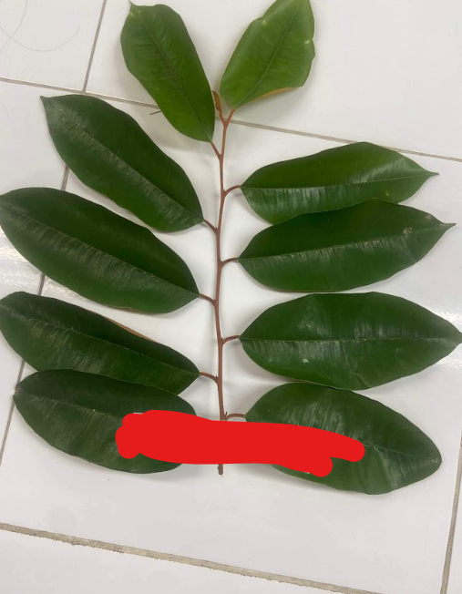 <p>only one leaf attached to the node, alternating up the stem</p>