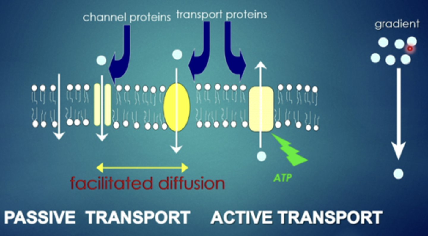 <p>explain this image</p>
