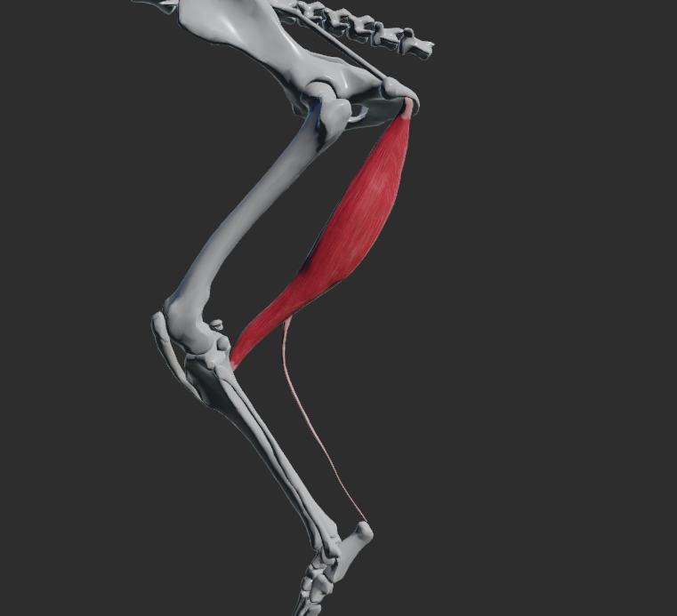 <p>odstup: tuber ischiadicum</p><p>úpon: margo cranialis tibiae, tuber calcanei</p><p>funkce: extenze v articulatio coxae, flexe v articulatio genus.</p><p>Tendo calcaneus communis</p>