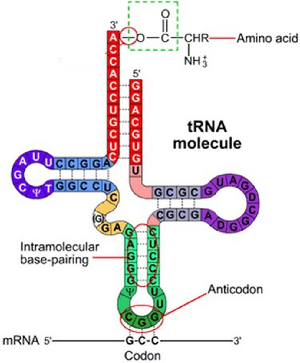 <p>anticodon at one end; codon-anticodon connection is complementary and antiparallel</p><p>amino acid attachment site at other end</p>