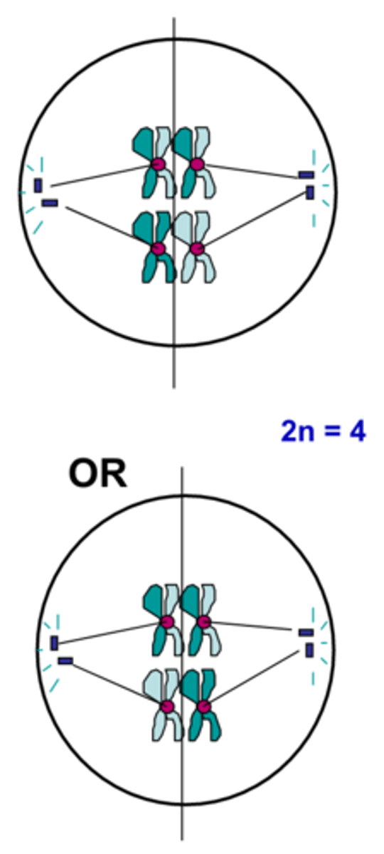 <p>The shortest phase of meiosis; tetrads align on the equator randomly resulting in independent assortment; creates genetic variation</p>