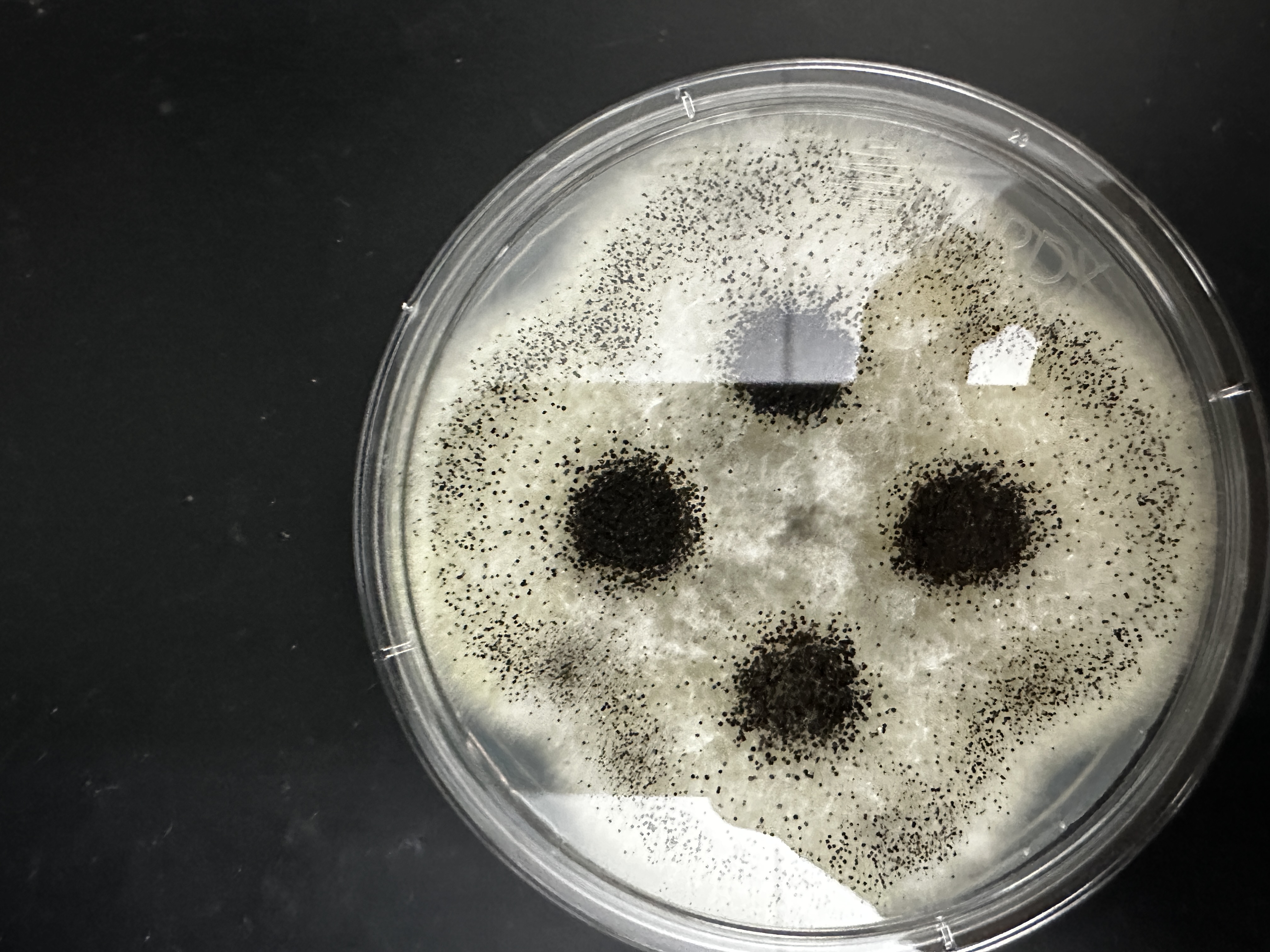 <p>Identify (Domain, Kingdom, Clade)</p>