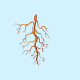 <p>What is this structure of? </p>