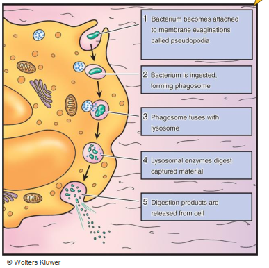 <ol><li><p>Bacteria get attached to Phagocyte pseudopedia (membrane extensions) </p></li><li><p>bacteria get ingested forming a phagosome</p></li><li><p>Phagosome fuses with Lysosome</p></li><li><p>Lysosomal enzymes digest captured material</p></li><li><p>Digested products are released from the cell. </p></li></ol><p></p>