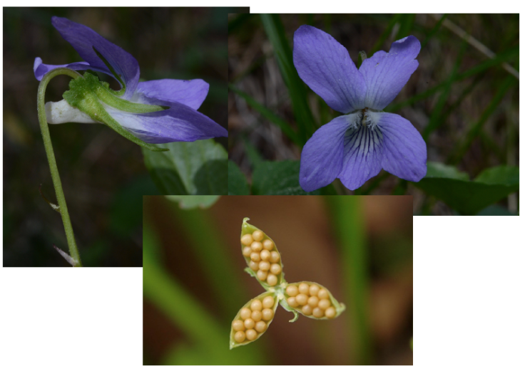 <ul><li><p>bladeren verspreid met steunblaadjes</p></li><li><p>bloeiwijze: tros of alleenstaand</p></li><li><p>bloemen zygomorf</p></li><li><p>kelk met een aanhangsel aan de basis</p></li><li><p>3 vergroeide vruchtbladen met veel zaden</p></li><li><p>zaad met kiemwratje</p></li><li><p>bloemen 5-delig</p></li></ul>