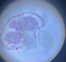 <p>Identify</p>