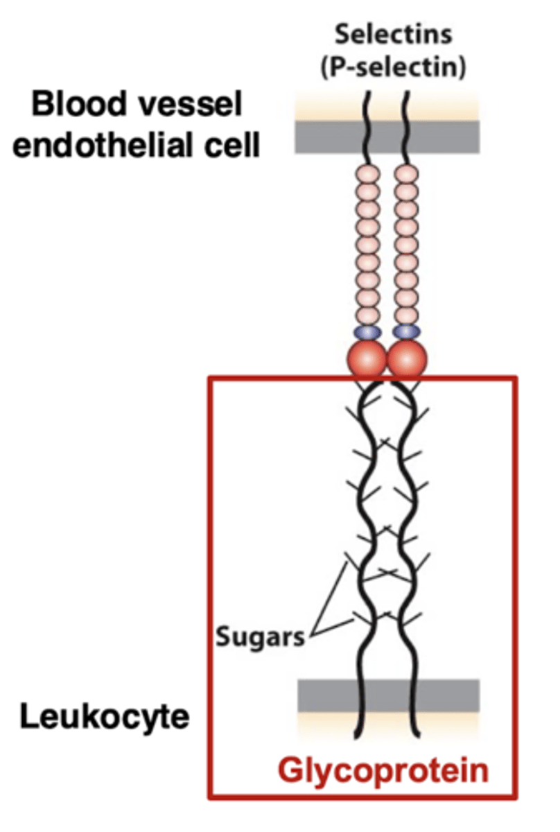 <p>cell rolling is mediated by loose adhesion</p><p>glycoproteins with attached sugar residues are on the surface of the leukocyte (white blood cell)</p><p>similar to the proteoglycans of the ECM, these proteins have sugar residues added in the Golgi</p>
