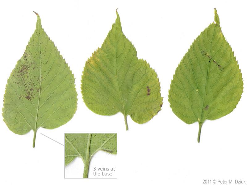 <p><em>Celtis occidentalis</em></p>