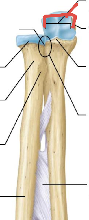 <p>what is this part of the ulna?</p>
