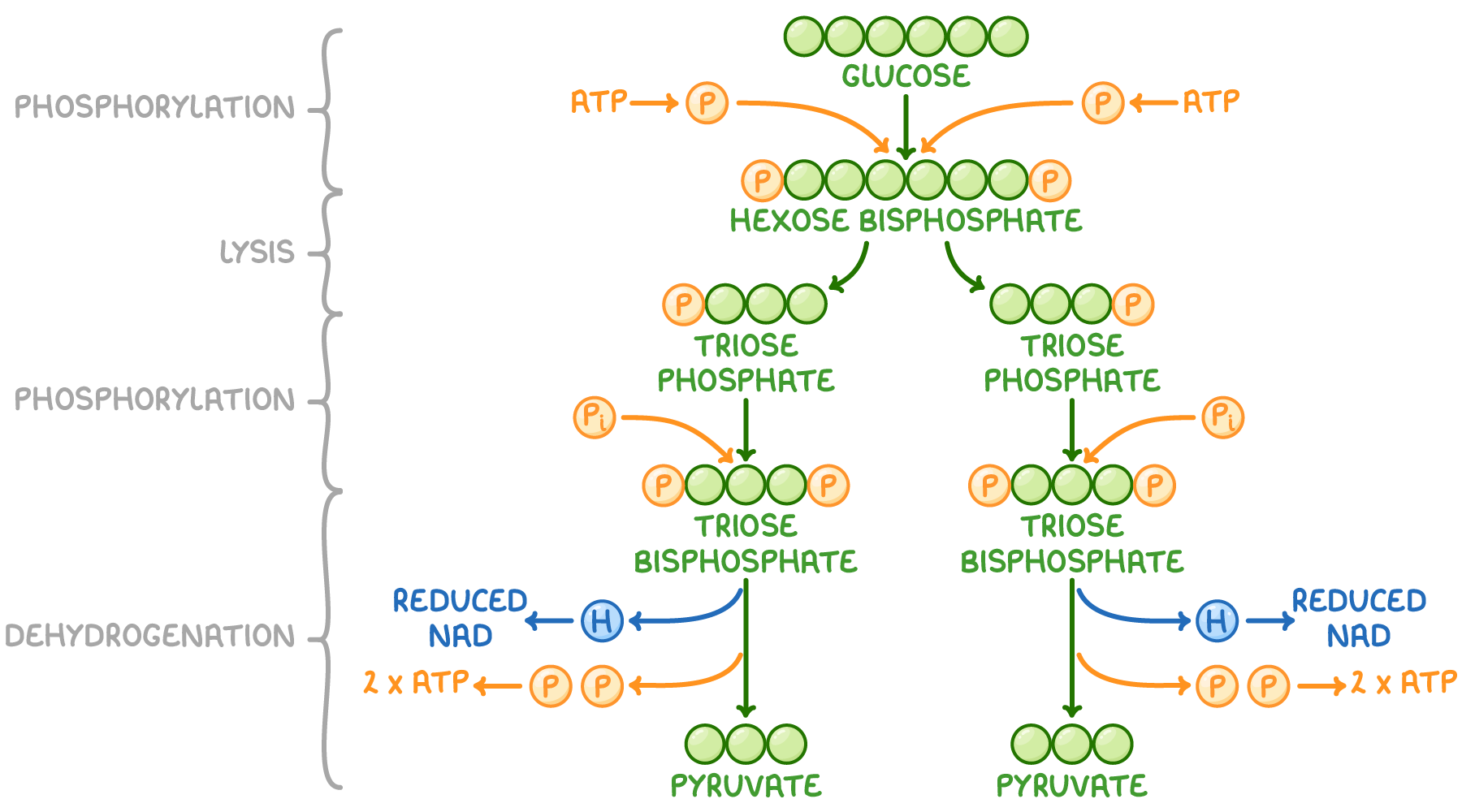 <p>There is a net yield of <strong>2 ATP molecules</strong> and 2 <strong>NADH</strong> (reduced NAD) molecules in glycolysis. </p>