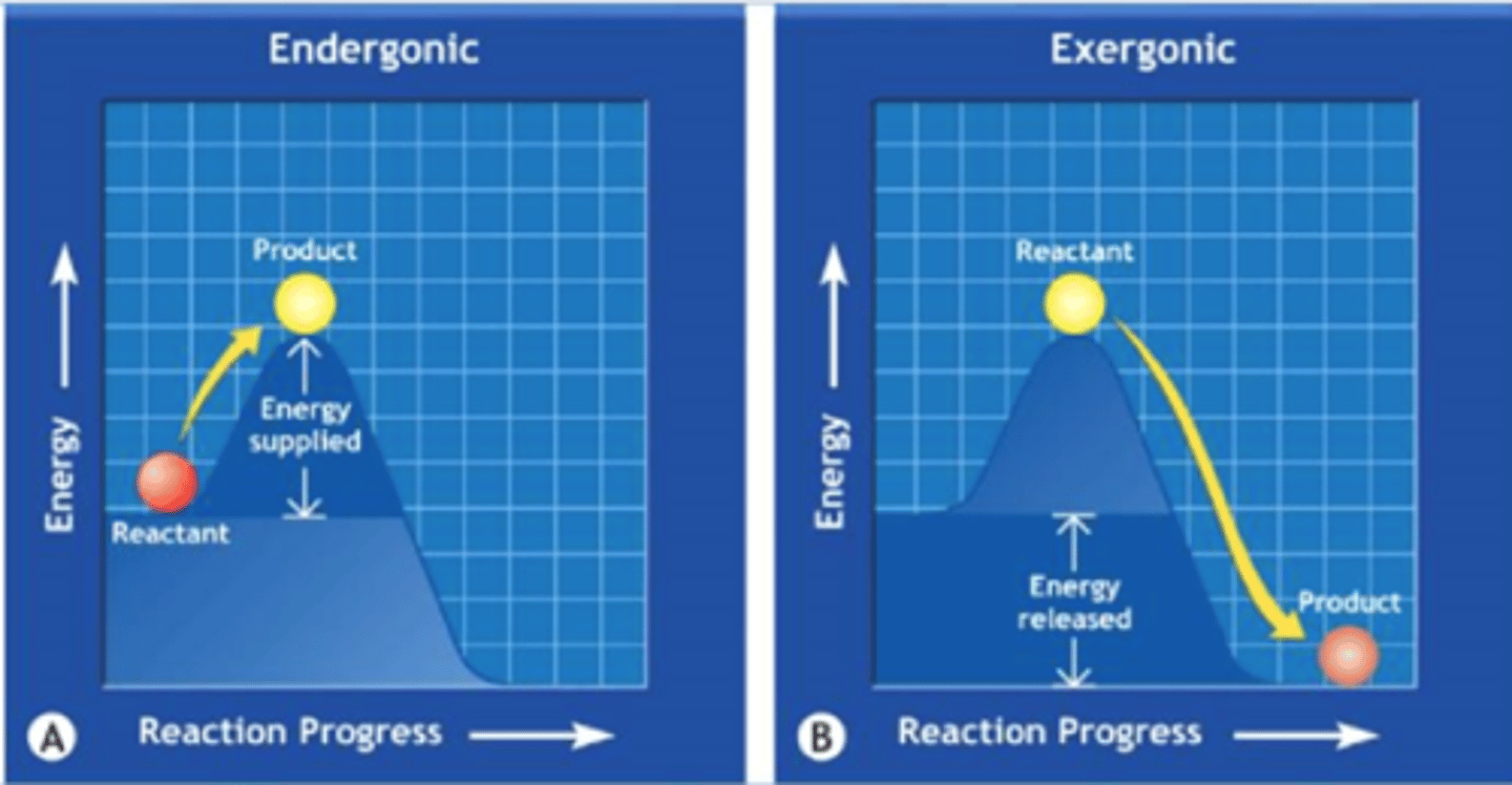 <p>Creation of Large Molecules from Smaller Ones</p><p>Energy Storage</p><p>Glucose into Glycogen</p>