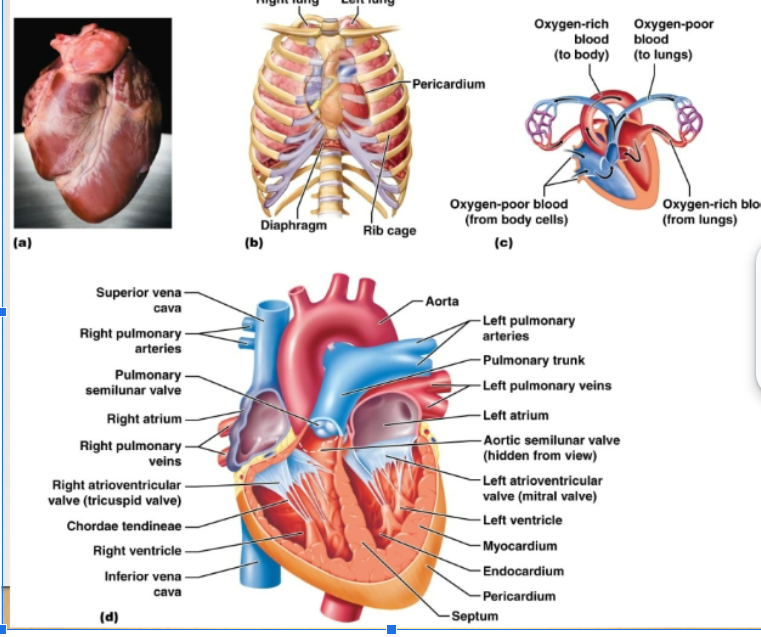 <p>Valves, separate the atria from the ventricles</p>