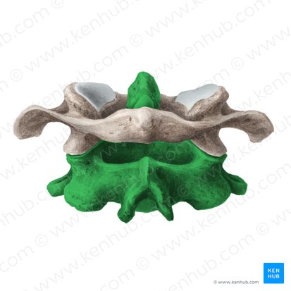 <p><span>It is formed by the articular facet on the anterior surface of the dens and the facet on the posterior surface of the anterior arch of C1 (atlas)</span></p>