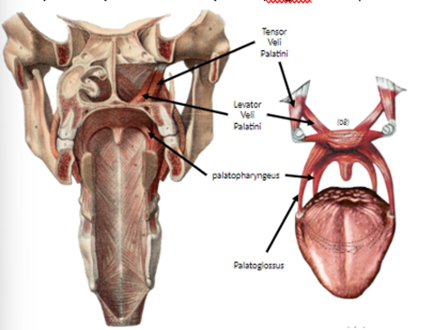 <p>line of pull generates tension in soft palate</p>
