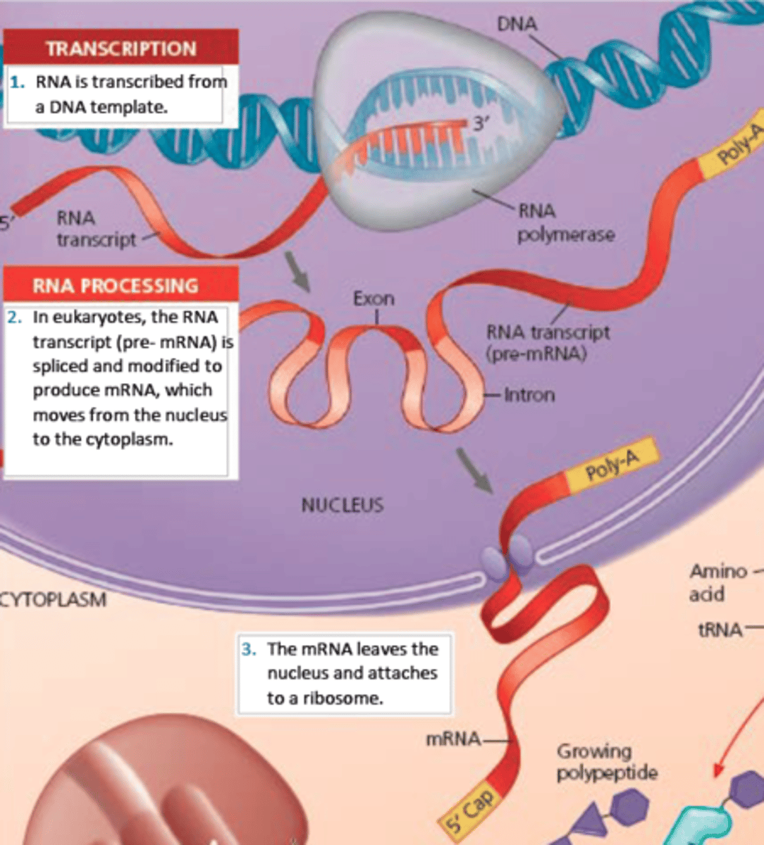 <p>-messenger RNA</p><p>-carries the message from DNA in the nucleus via transcription of the gene; travels into the cytoplasm to be translated</p><p>- syn mRNA strand is anitparallel and complementary to DNA template strand</p><p>- transcribed from DNA template by RNAP in cycles --> posttranscriptional modifications --> leave nucleus</p><p>- euk = monocistronic = each mRNA molecule translate into only one protein product</p><p>- prok = polycistronic = thousand of differ proteins made</p>