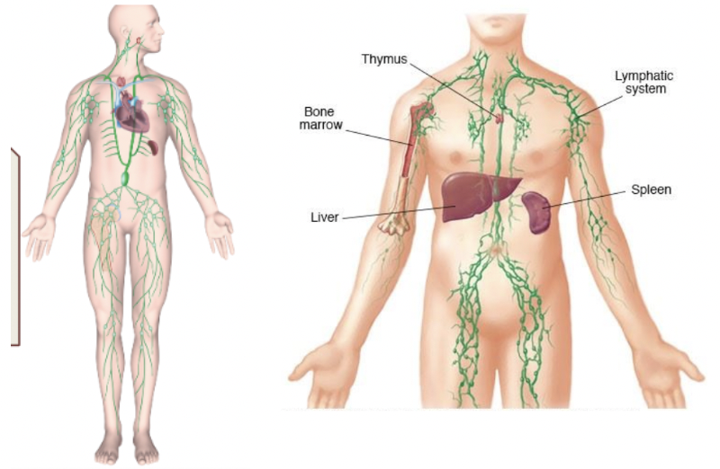 <p>network of vessels that drain lymph fluid that filtrated from the capillary blood into the interstitial space</p><ul><li><p>often considered part of the circulatory system, but also important in immunity</p></li></ul>