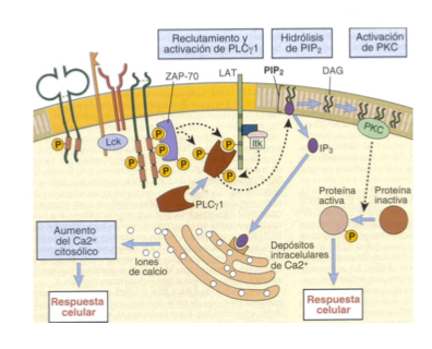 <ul><li><p>LAT phosphorylation</p></li><li><p>PLC hydrolizes PIP2 into DAG and IP3</p></li><li><p>IP3 binds to ER, triggering release of stored Ca2+</p></li><li><p>Increasee of Ca2+ in cytoplasm- atiavtes a phosphorylase which eiminates P from NFAT</p></li><li><p>NFAT activated as a transcription factor— necessary for cytokine expression (IL2, IL4, TNF-alpha, etc.)</p></li></ul><p></p>