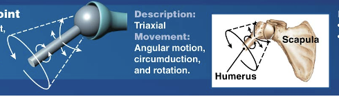 <p>Examples of which synovial joint?</p><ul><li><p>Shoulder Joint aka Glenohumeral</p></li><li><p>Hip Joint</p></li></ul>