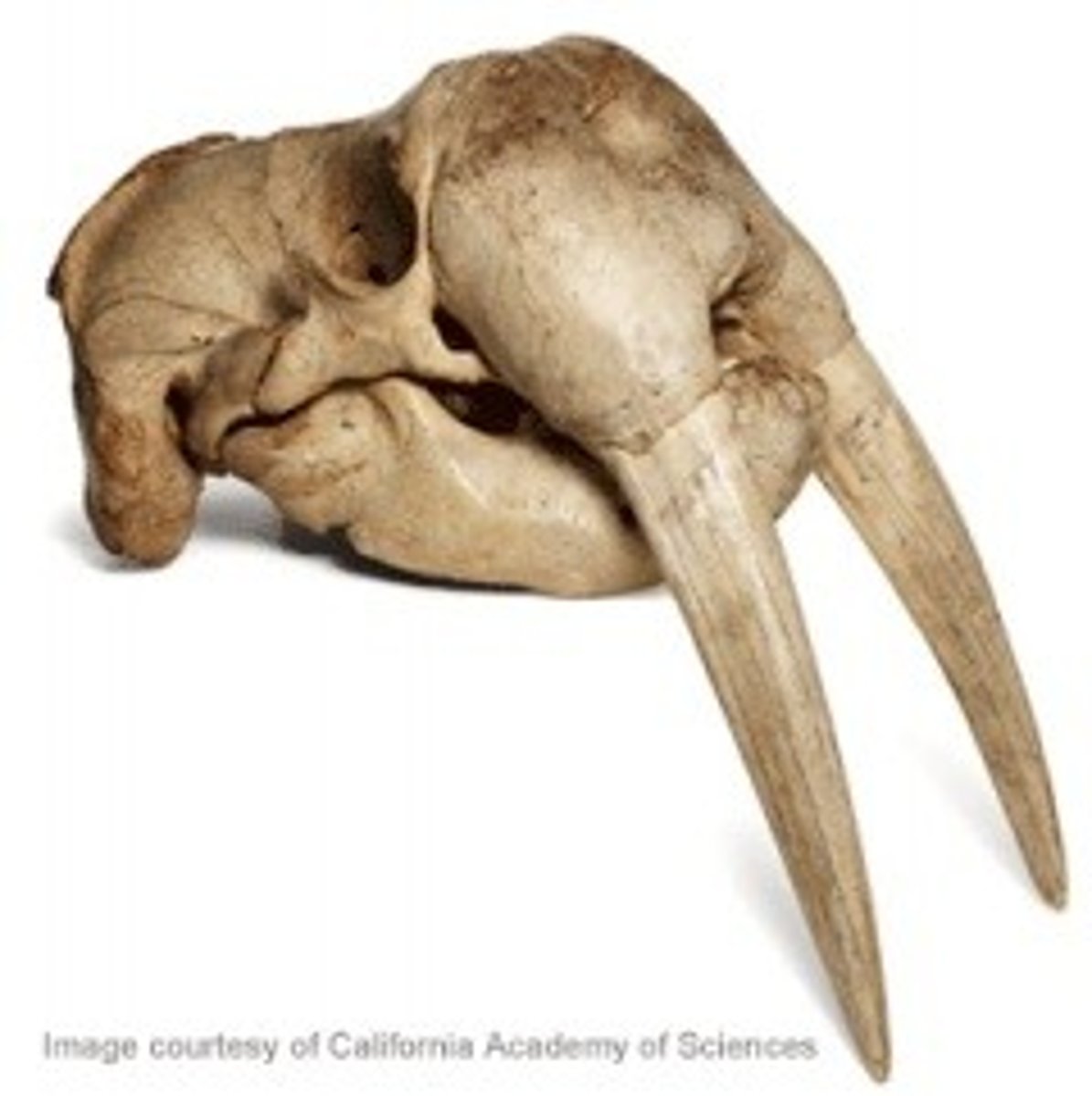 <p>What is the clade, order and family?</p>