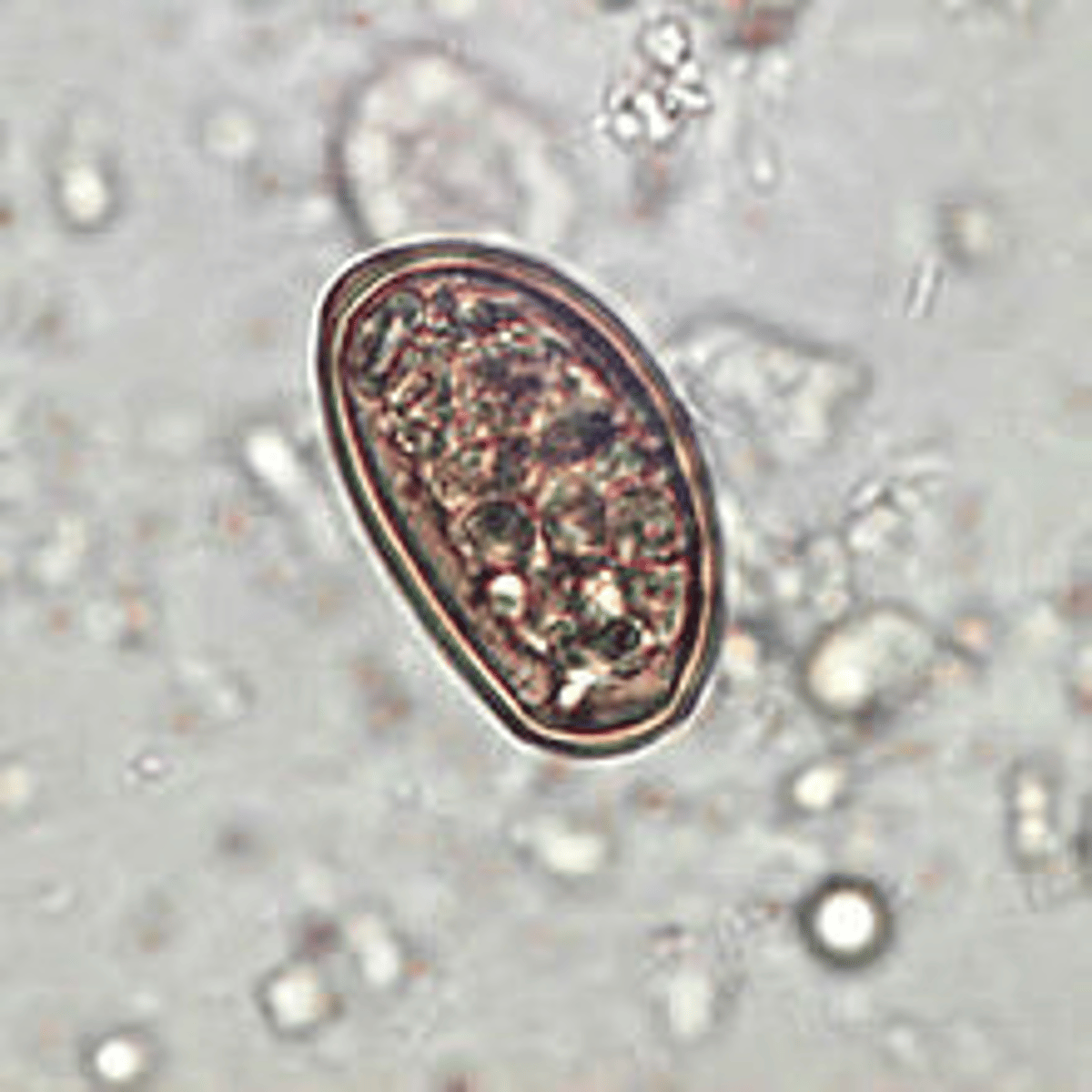 <p>Host: Sheep, Goats, &amp; Cattle</p><p>1st I. Host = land snail, 2nd I. Host = ant</p>