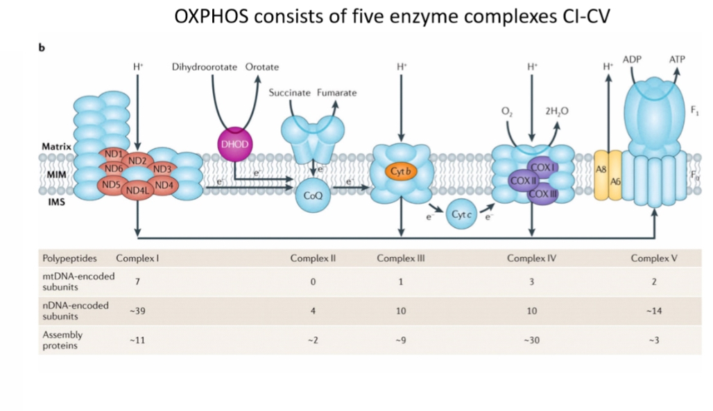 <p>37 genes: 13 OXPHOS subunits, 22 tRNAs, 2 rRNAs (12S and 16S). No introns.</p><p class="p1">Compact organisation causes high susceptibility to functional effects of mutations.</p><p class="p1"></p><p class="p1">It encodes proteins for oxidative phosphorylation</p>