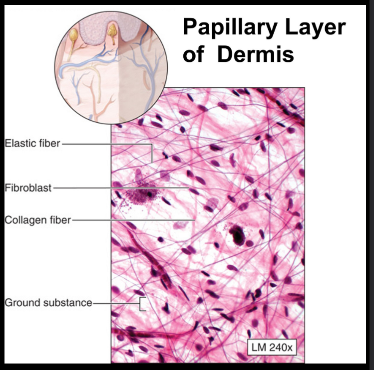 <ul><li><p>often found deep to epithelium</p><ul><li><p><strong>papillary layer of dermis</strong></p></li><li><p>loose due to lots of empty space</p></li></ul></li></ul><p></p>