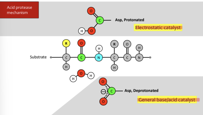 \-deprotonated Asp attacks water, water attacks carbonyl and moves the double bond with oxygen up to the oxygen

\-electrons from oxygen move to make double bond and bond from carbon and nitrogen attack protonated Asp and cleave off and product is formed