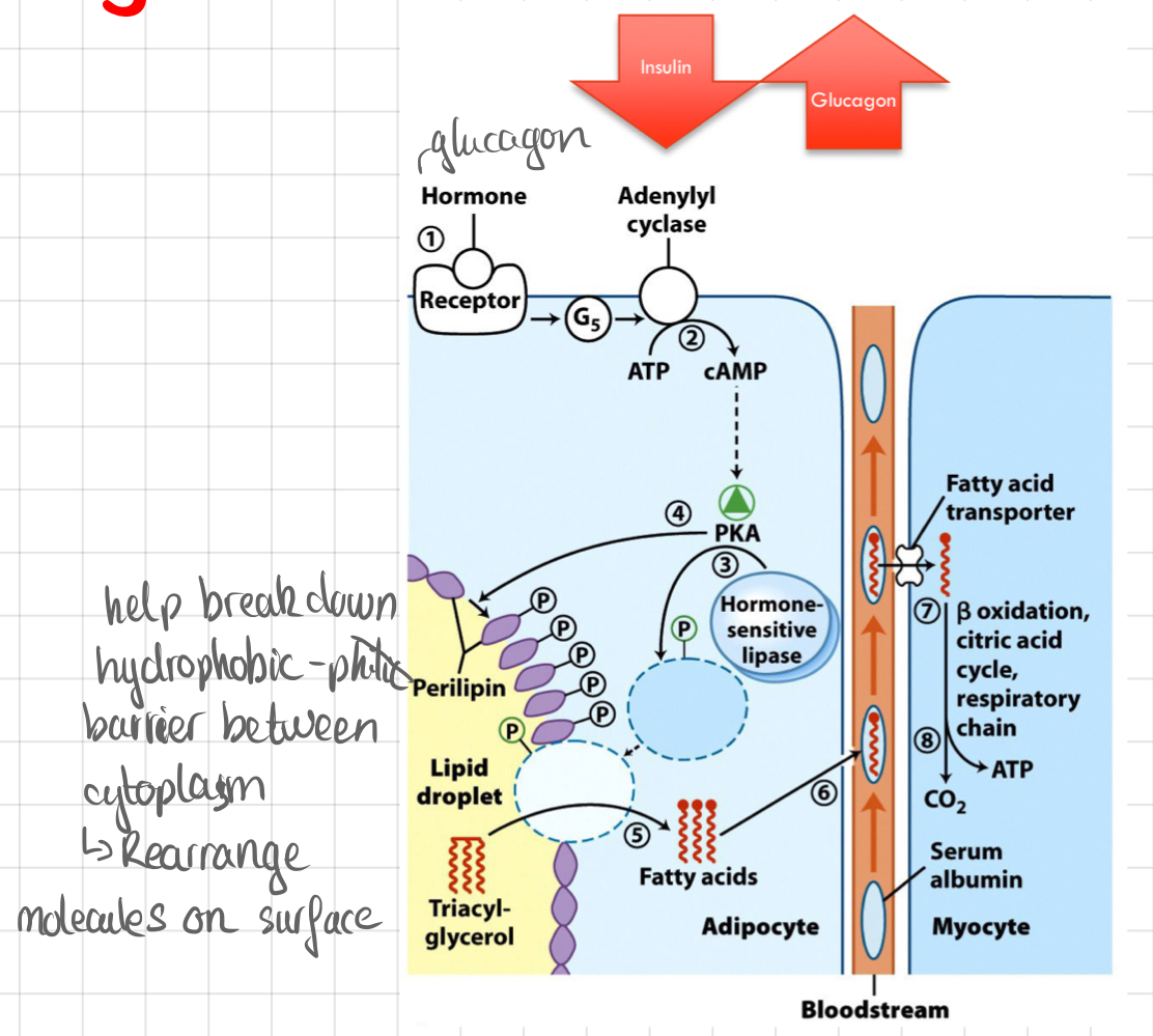 <ul><li><p>WAT lipolysis is the breakdown of stored fat in white adipose tissue.</p></li><li><p>Accessing the large reserves of fat in WAT</p></li><li><p>Glucagon → ↑ [cAMP] → ↑ activity of PKA</p></li><li><p>PKA then phosphorylates <u><strong>Hormone Sensitive Lipase (HSL)</strong></u> (breakdown fat) → Cleaves <strong>triglycerides</strong> into fatty acids and glycerol.</p><ul><li><p>PKA also phosphorylates <strong>perilipin</strong> (shell surrounding the vacuole)</p><p>↳ Allow the activated HSL to interact with the fat</p></li></ul></li><li><p>FAs released into the bloodstream</p></li><li><p>Glycerol can return to liver → Convert back to glucose (small amount)</p></li></ul>