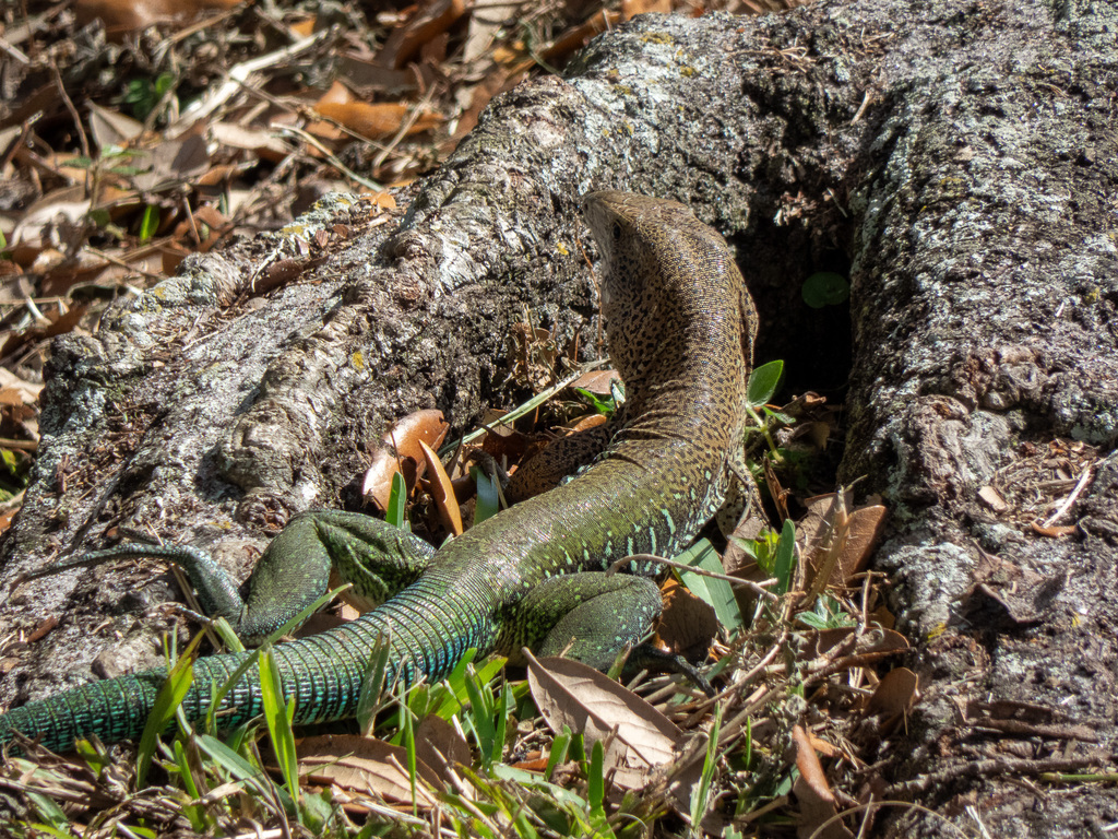 <p>Giant Ameiva, native to northern S. America, live in SE FL, plate-like ventral scales, ring of scales around the tail, about half the body is green</p>