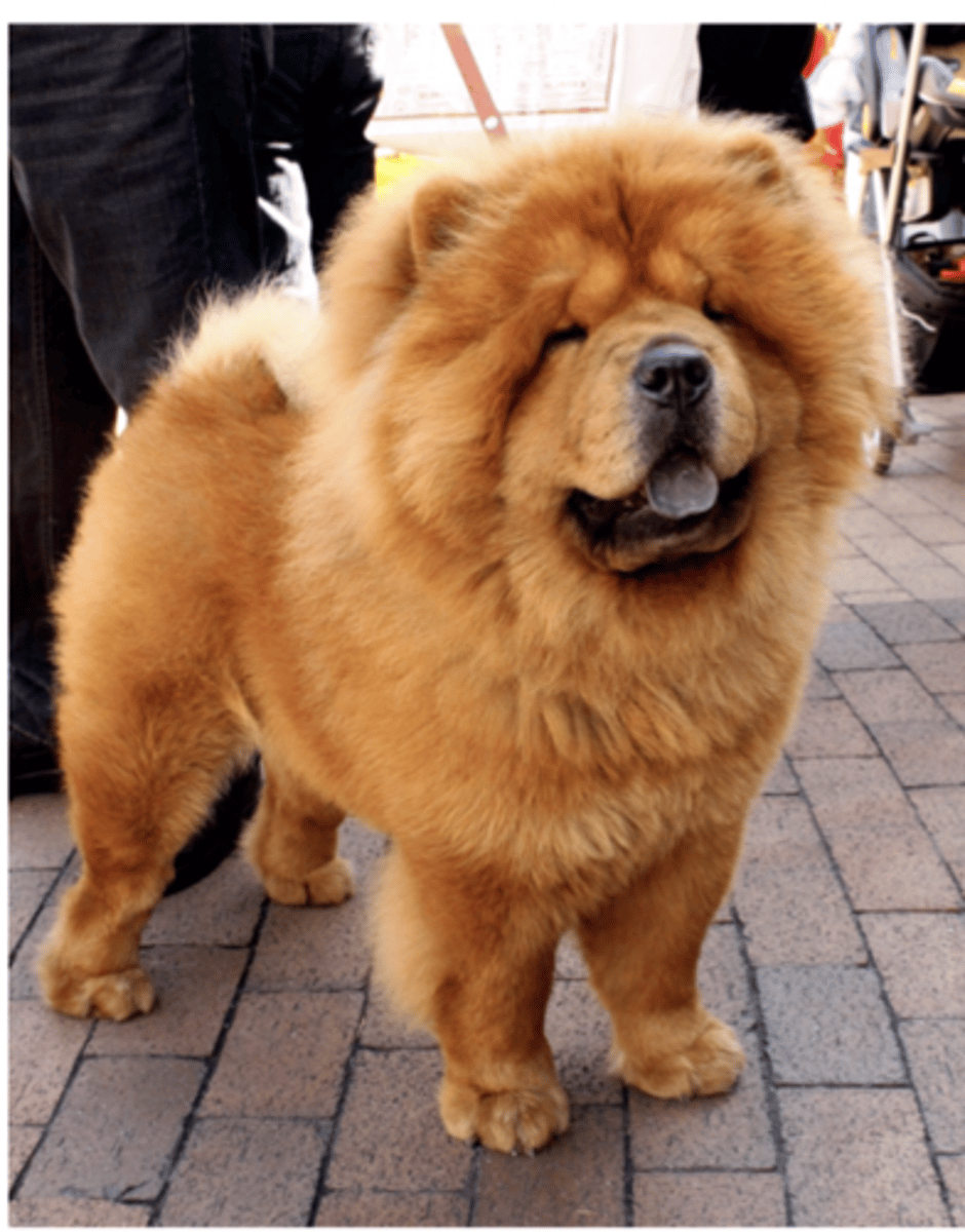 <p>FCI - 5, black noses, fluffy</p>