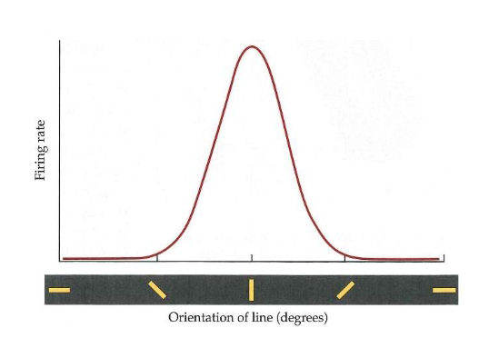 <ul><li><p>individueel neuron reageert niet op willekeurige streep in receptief veld</p><ul><li><p>beste reageren wanneer lijn of rand precies de juiste oriëntatie heeft</p></li><li><p>reageert nog nauwelijks wanneer lijn meer dan 30 graden van optimale oriëntatie afwijkt (verandering die gelijk is aan verplaatsing van wijzer van klok van 12 naar 1)</p></li></ul></li></ul><p>→ selectieve responsiviteit = orientation tuning</p><ul><li><p>cel is afgestemd om lijnen in specifieke oriëntatie te detecteren</p><ul><li><p>populatie neuronen als geheel afgestemd om alle mogelijke oriëntaties te detecteren</p></li></ul></li></ul><p></p>