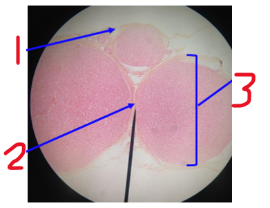 <p><span>Name 3</span></p>