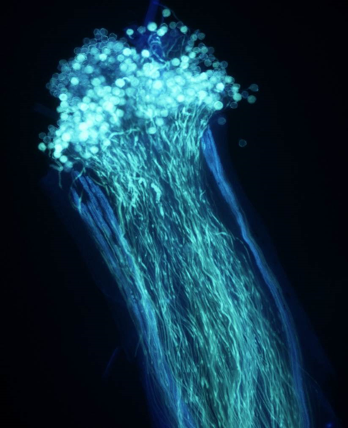 <p>what is this?</p>