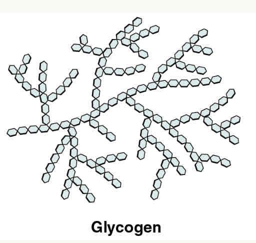 <p>animal glucose storage</p>