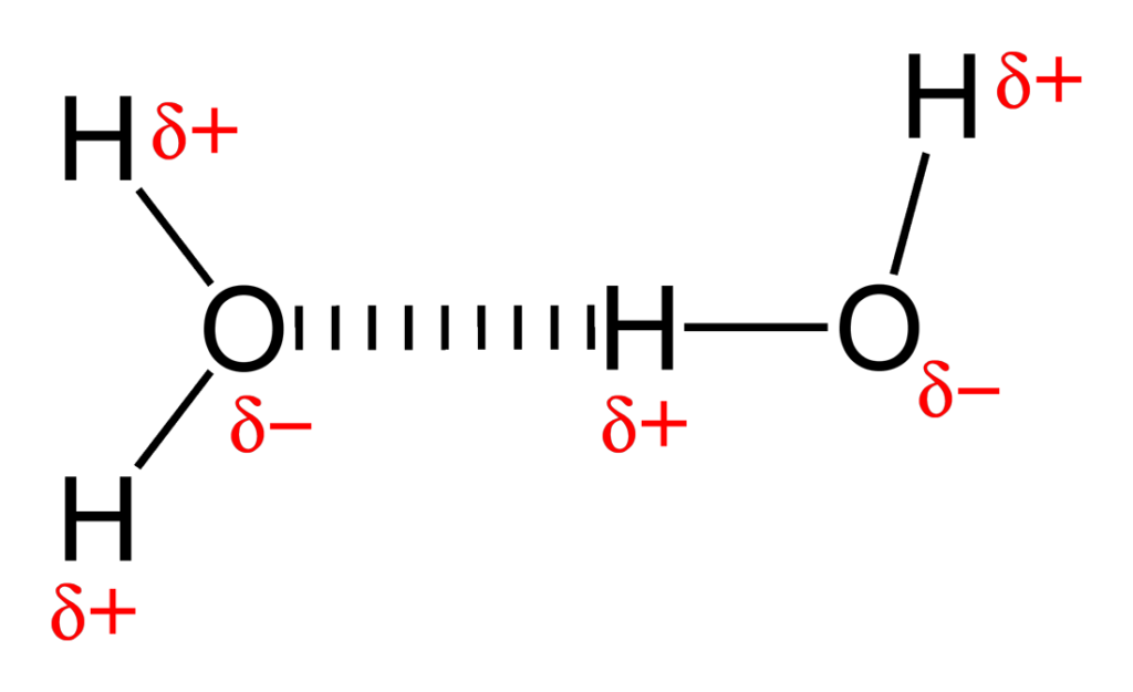 <p>Hydrogen bond</p>