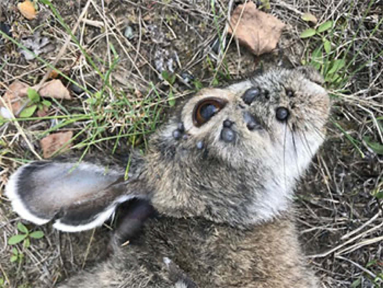 <p></p><p><span><strong><span> Tularemia (rabbit fever disease)</span></strong></span></p><p><span><strong><span>Caused by:</span></strong></span></p><ul><li><p><span><em><mark data-color="red" style="background-color: red; color: inherit;"><span>Franciscella tularensis</span></mark></em></span></p></li></ul><p><strong>Susceptible species:</strong></p><ul><li><p><span><mark data-color="red" style="background-color: red; color: inherit;"><span>Rabbits </span></mark><span>and other wild rodents primarily.</span></span></p></li><li><p><span><span>It can also affect livestock animals, </span><mark data-color="red" style="background-color: red; color: inherit;"><span>sheep </span></mark><span>especially.</span></span></p></li></ul><p><strong>Transmission:</strong></p><ul><li><p><span><span>By </span><mark data-color="red" style="background-color: red; color: inherit;"><span>blood-sucking parasites </span></mark><span>such as ticks and flies. </span></span></p></li><li><p><span><span>Humans and animals can be infected by ingestion, inhalation, direct contact with infected animals and environment, by blood sucking parasites or biting, scratching by dogs and cats. - </span><mark data-color="red" style="background-color: red; color: inherit;"><span>ZOONOTIC</span></mark></span></p></li><li><p><span><span>Rodents, rabbits and hares are reservoirs!</span></span></p></li></ul><p></p><p><span><strong><span>Epizootology:</span></strong></span></p><ul><li><p><span><span>The bacterium has </span><mark data-color="red" style="background-color: red; color: inherit;"><span>several subspecies </span></mark><span>with varying degrees of virulence.</span></span></p></li></ul><ul><li><p><span><em><mark data-color="red" style="background-color: red; color: inherit;"><span>F. tularensis tularensis </span></mark></em><mark data-color="red" style="background-color: red; color: inherit;"><span>(type A)</span></mark><span>, found in lagomorphes in North America, highly virulent in humans and domestic rabbits</span></span></p></li><li><p><span><em><span>F. tularensis palaearctica </span></em><span>(type B) occurs mainly in aquatic rodents, less virulent for humans and rabbits.</span></span></p></li></ul><p></p><p><strong>Clincial signs:</strong></p><ul><li><p><span><span>Highly susceptible and highly sensitive species: </span><mark data-color="red" style="background-color: red; color: inherit;"><span>severe course, septicaemia, high lethality, death within 5 -12 days: </span></mark><span>fieldmouse, water-rat, hamster, brown hare,</span></span></p></li><li><p><span><span>Low susceptibility and sensitivity species: </span><mark data-color="red" style="background-color: red; color: inherit;"><span>mild, inapparent course of infection:</span></mark><span> foxes, dogs, cats, cattle, sheep, horses</span></span></p></li></ul><p><span><strong><span>Clinical signs in animals:</span></strong></span></p><ul><li><p><span><span>subclinical infections</span></span></p></li><li><p><span><mark data-color="red" style="background-color: red; color: inherit;"><span>moderate to very high fever</span></mark></span></p></li><li><p><span><mark data-color="red" style="background-color: red; color: inherit;"><span>face and eyes redden and become inflamed</span></mark></span></p></li><li><p><span><span>inflammation spreads to lymph nodes, which enlarge and may suppurate</span></span></p></li><li><p><span><span>after transmission by parasites 2-3 days: </span><mark data-color="red" style="background-color: red; color: inherit;"><span>septicaemia</span></mark></span></p><p><span><span>→ fever, lethargy, anorexia, signs of septicemia and possibly death</span></span></p></li><li><p><span><mark data-color="red" style="background-color: red; color: inherit;"><span> in 4-13 days death</span></mark></span></p></li><li><p><span><span>chronic diseases 14-60 days death. </span></span></p></li><li><p><span><u><span>Sheep:</span></u><span> </span><mark data-color="red" style="background-color: red; color: inherit;"><span>rhinitis, conjunctivitis, paresis </span></mark></span></p></li><li><p><span><u><span>Cattle:</span></u><span> inapparent course, abortion</span></span></p></li><li><p><span><u><span>Pigs:</span></u><span> cough, rapid respiration</span></span></p></li><li><p><span><span>Dogs: loss of appetite, mild fever, </span></span></p></li><li><p><span><u><span>Cats:</span></u><span> high fever, lymphadenopathy</span></span></p></li></ul><p></p><ul><li><p><span><strong><span>Clinical signs in humans:</span></strong></span></p></li><li><p><span><mark data-color="red" style="background-color: red; color: inherit;"><span>Systemic/internal form:</span></mark><span> after penetration of bacteria by inhalation or when pathogen reach internal organs by blood</span></span></p></li></ul><p><span><span>→ Thoracic form: lungs – pneumonia, cough, dyspnoe, pain in thorax</span></span></p><p><span><span>→ Abdominal form: typhus-like disease, swollen liver and spleen,</span></span></p><p><span><span>abdominal pain, diarrhoea</span></span></p><ul><li><p><span><mark data-color="red" style="background-color: red; color: inherit;"><span>External form</span></mark></span></p></li></ul><p><span><span>→ Ulceroglandular, oculoglandular, oralglandular<br>→ On the site of entry: red painful nodule – ulcer<br>→ Corresponding lymph nodes are swollen, painful, purulent</span></span></p><p><span><span>→ Fever or no fever</span></span></p><p></p><p><strong>Pathology</strong></p><ul><li><p><span><span>Primarily infects</span><mark data-color="red" style="background-color: red; color: inherit;"><span> macrophages. </span></mark></span></p></li><li><p><span><span>The course of disease involves spread of the organism to multiple organ systems, including the lungs, liver, spleen and lymphatic system. </span></span></p></li><li><p><span><span>Exact cause of death is unclear, thought to be a combination of multiple organ system failures.</span></span></p></li></ul><p></p><p><strong>Diagnosis</strong></p><ul><li><p><span><span>Agent identification, PCR, ELISA</span></span></p></li></ul><p></p><p><span><strong><span>Therapy: </span></strong></span></p><ul><li><p><span><span>antibiotics (</span><mark data-color="red" style="background-color: red; color: inherit;"><span>streptomycin, tetracyclin, erythromyci</span></mark><span>n..) resistance to penicillin and sulphonamids</span></span></p></li></ul><p></p><p><span><strong><span>Control: </span></strong></span></p><ul><li><p><span><span>professional risk – agriculture workers and laboratory staff vaccination. </span></span></p></li><li><p><span><mark data-color="red" style="background-color: red; color: inherit;"><span>After recovery, immunity for years.</span></mark></span></p></li></ul><p></p>