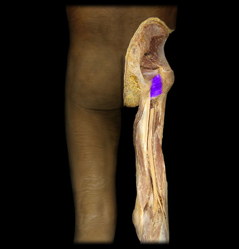 <p>origin: ischium insertion: femur action: laterally rotate thigh</p>