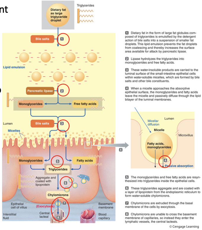 <ol><li><p><span style="color: rgb(255, 255, 255);"><span>fat is emulsified by the detergent action of bile salts</span></span></p></li><li><p><span style="color: rgb(255, 255, 255);"><span>lipases hydrolyze triglycerides into monoglycerides and free fatty acids</span></span></p></li><li><p><span style="color: rgb(255, 255, 255);"><span>water insoluble products move within the interior of micelles to the epithelial cell surface</span></span></p></li><li><p><span style="color: rgb(255, 255, 255);"><span>monoglycerides and free fatty acids diffuse into cell</span></span></p></li><li><p><span style="color: rgb(255, 255, 255);"><span>monoglycerides and free fatty acids resynthesize into triglycerides</span></span></p></li><li><p><span style="color: rgb(255, 255, 255);"><span>triglycerides coated with lipo- protein and form chylomicrons that are exocytosed from cell</span></span></p></li><li><p><span style="color: rgb(255, 255, 255);"><span>chylomicrons enter lymphatic vessels</span></span></p></li></ol><p></p>