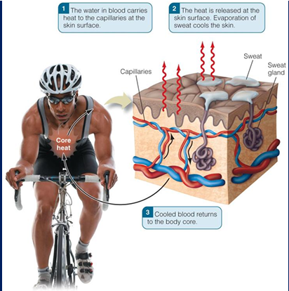 <ol><li><p><span><span>Water in blood carries heat to the capillaries at skin surface</span></span></p></li><li><p><span><span>The heat is released at the skin surface. Evaporation of sweat cools the skin.</span></span></p></li><li><p><span><span>Cooled body returns to the body core</span></span></p></li></ol><p></p>