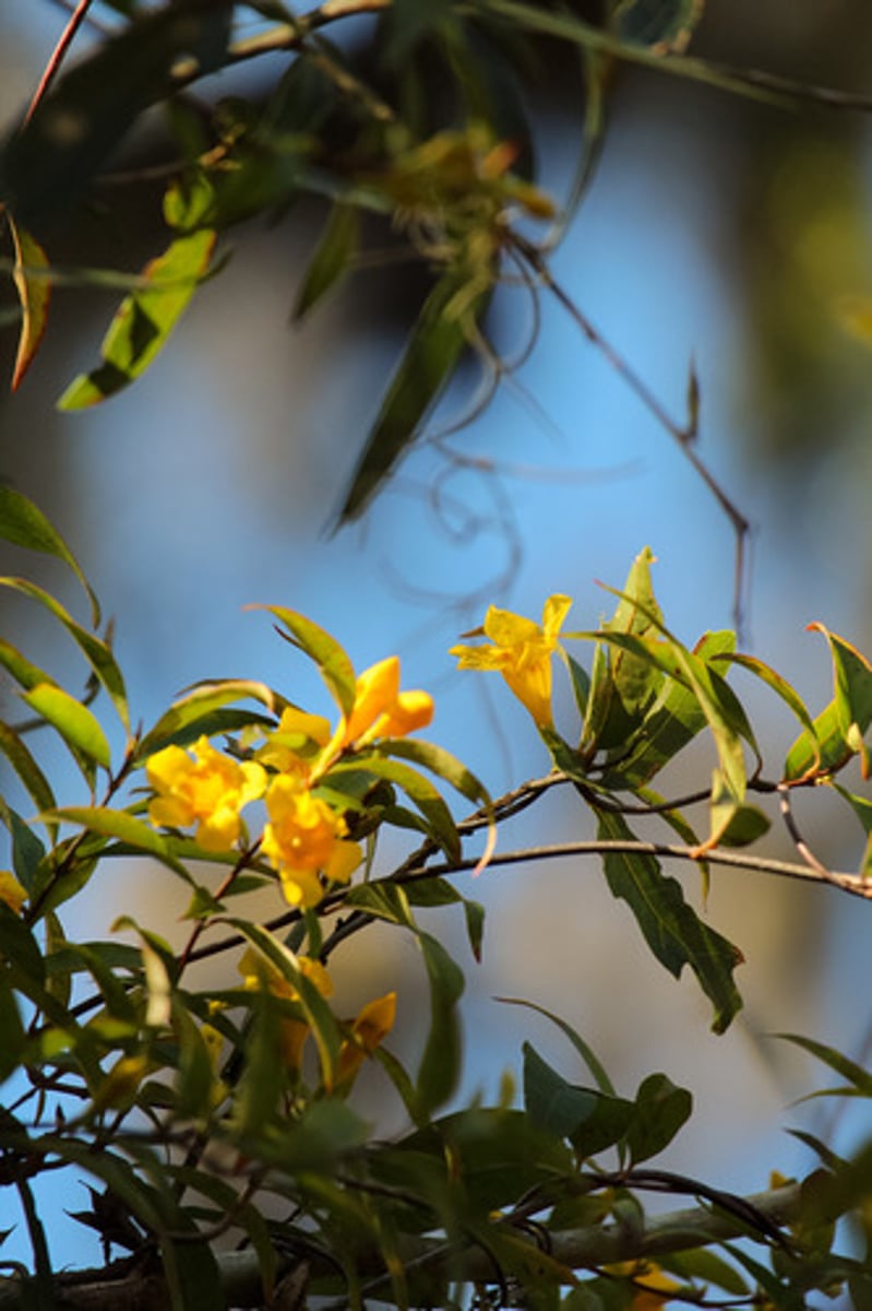 <p>What is the name of the plant pictured here?</p>