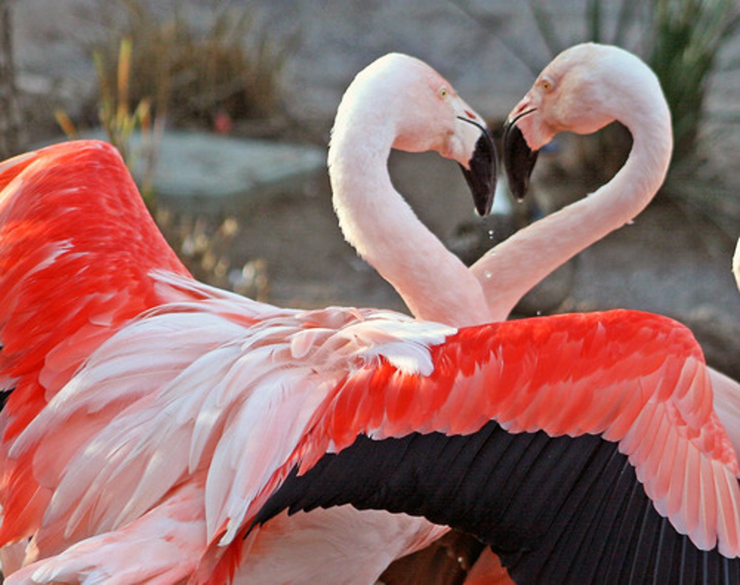 <p>to love</p>