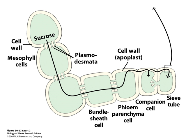 <p>Sucrose is loading into the cytoplasm though sucrose proton co transport; It is an active process; Once in the cytoplasm water comes into the phloem due to decreased water potental</p>