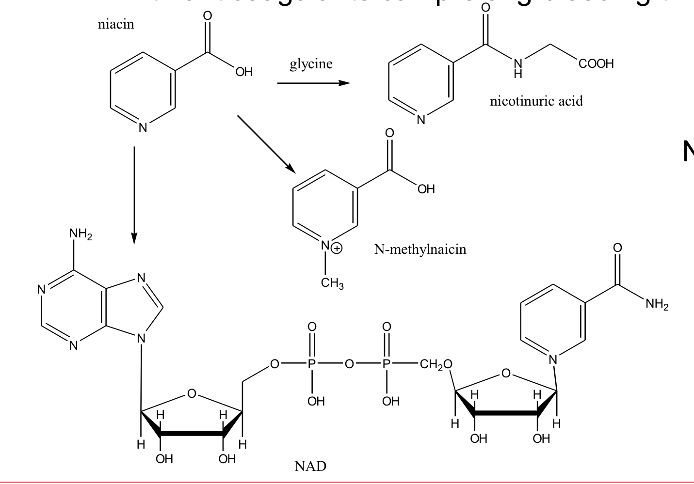 what happens in all of these reaction with niacin metabolism?