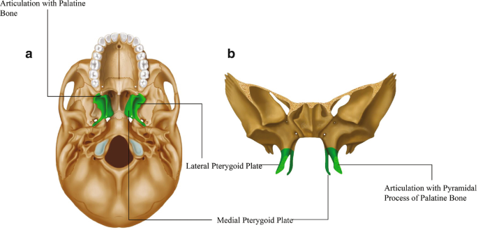 <p>Sphenoid bone</p>