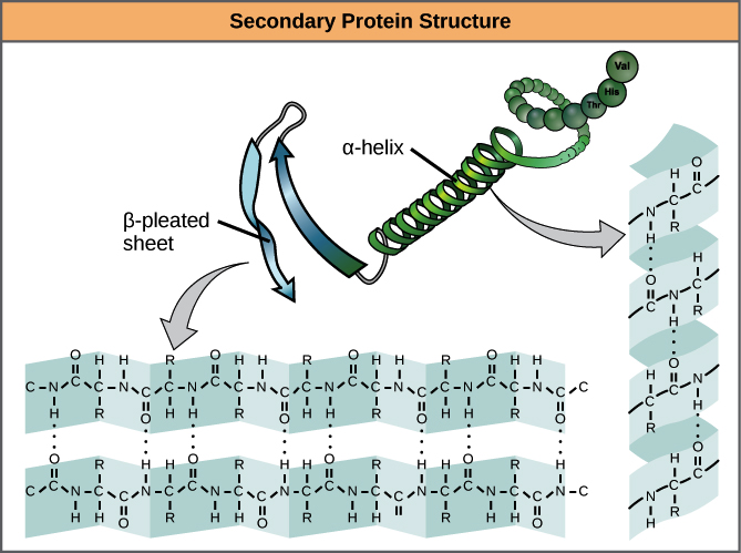 <p>region stabilized by hydrogen bonds between atoms of the polypeptide backbone.</p><p>segments of polypeptide chains repeatedly coiled (to make a helix) or folded (to make a pleated sheet)</p>