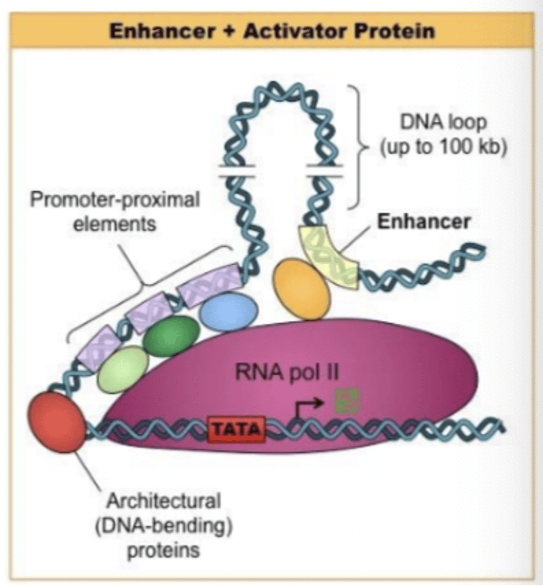 <p>stimulate transcription over long distance (10^6 bp)</p>