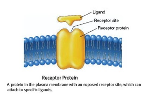 <p><strong><u>Integral proteins</u></strong></p><ul><li><p><strong>Detects hormones, neutransmitters, or other messages from outside the cell</strong></p><ul><li><p>Receptors on the outer part of the protein detect signals and communicate messages to proteins inside the cell</p></li><li><p>Helps the cell know what to do: grow, divide or stop</p></li></ul></li></ul><p></p>