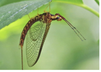 <p>Name the order</p>